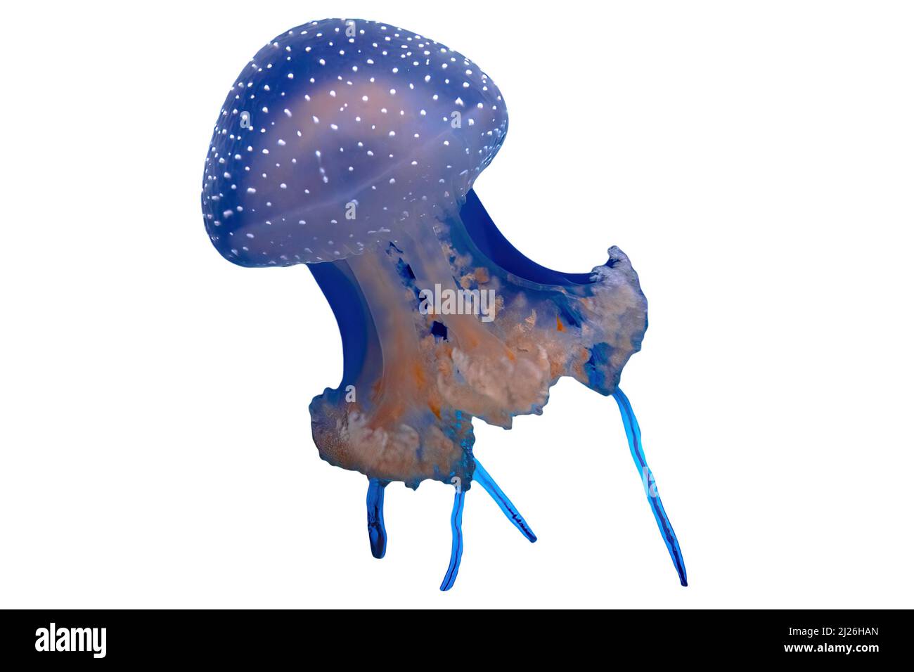 Australian spotted Jellyfish floating isolated on white background. Phyllorhiza punctata species living in tropical waters of the western Pacific from Stock Photo