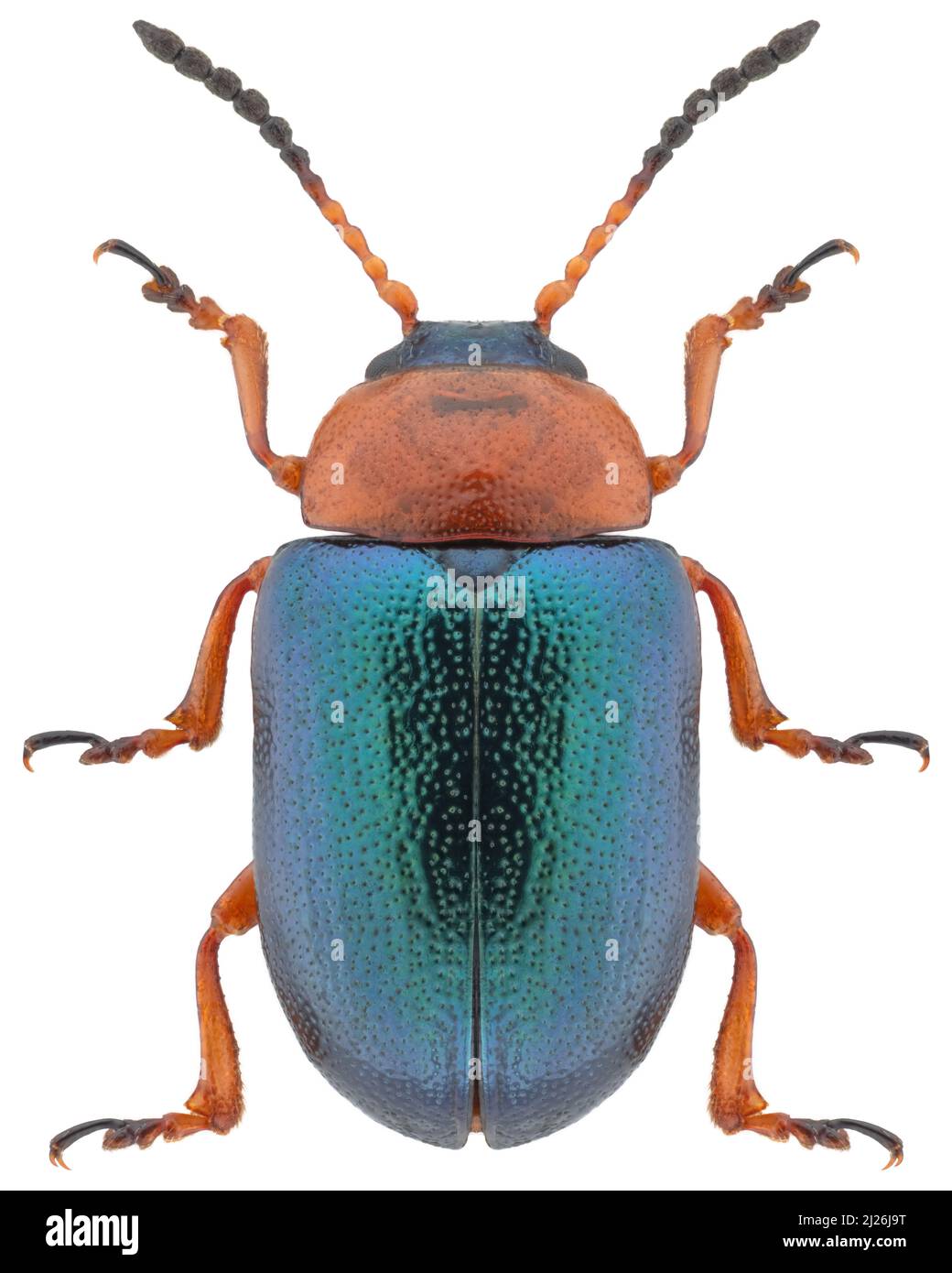 Leaf beetle species Gastrophysa polygoni, trivial name: knotweed leaf beetle. Stock Photo
