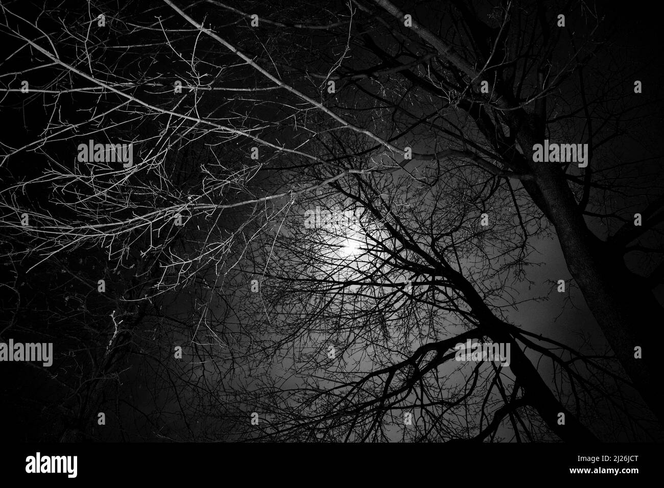 black and white trees at night with moon glow Stock Photo Alamy