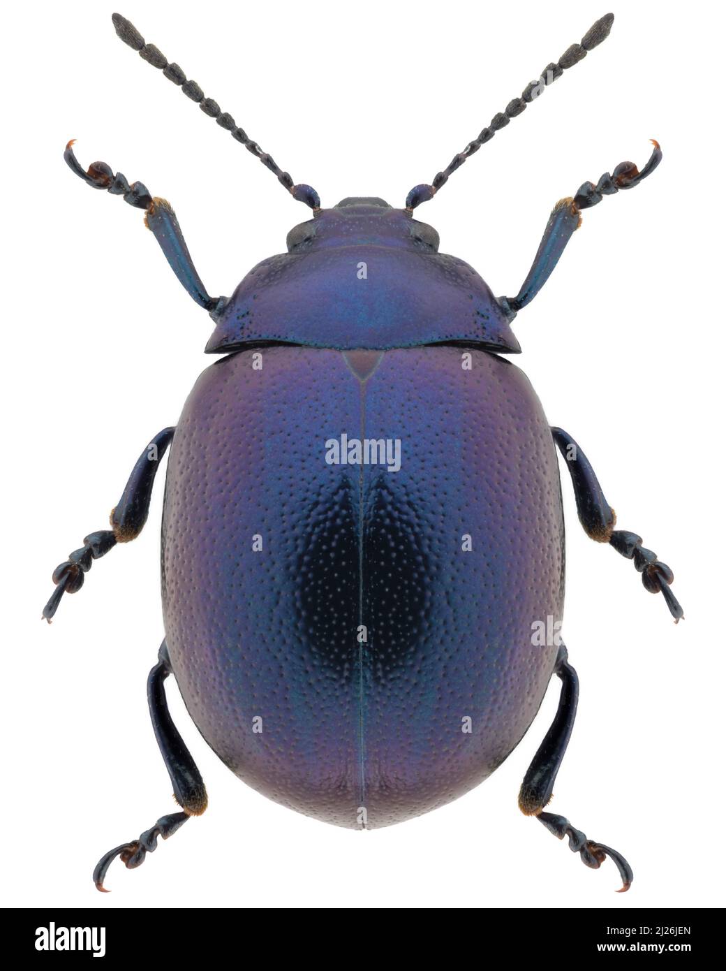 Leaf beetle species Chrysolina varians Stock Photo
