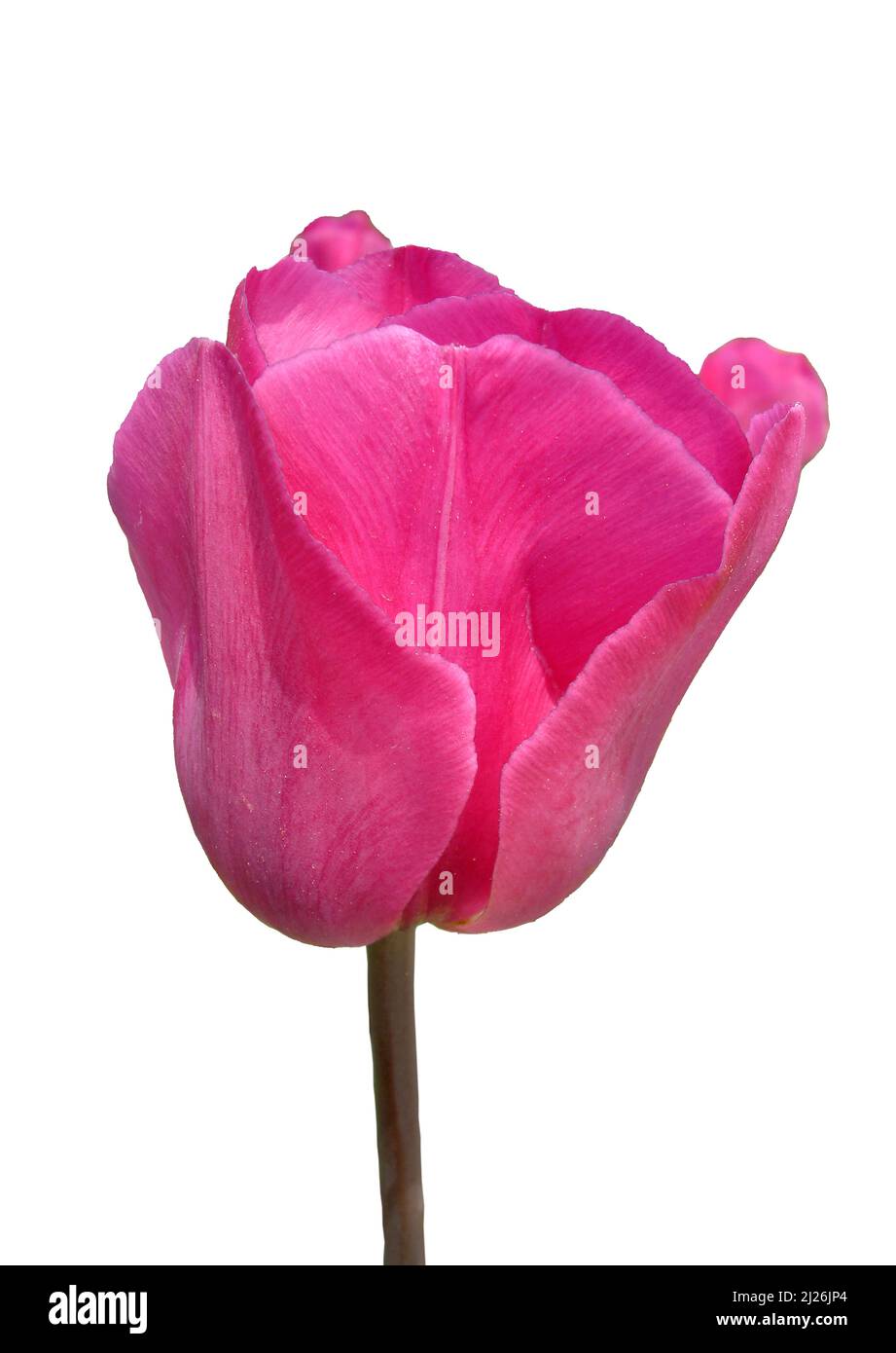 close-up pink tulip isolated on white background Stock Photo - Alamy
