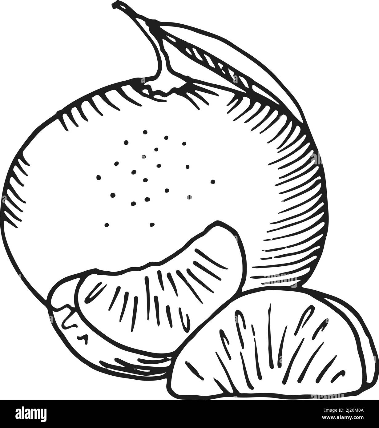 Mandarine sketch. Tangerine drawing. Citrus orange fruit Stock Vector