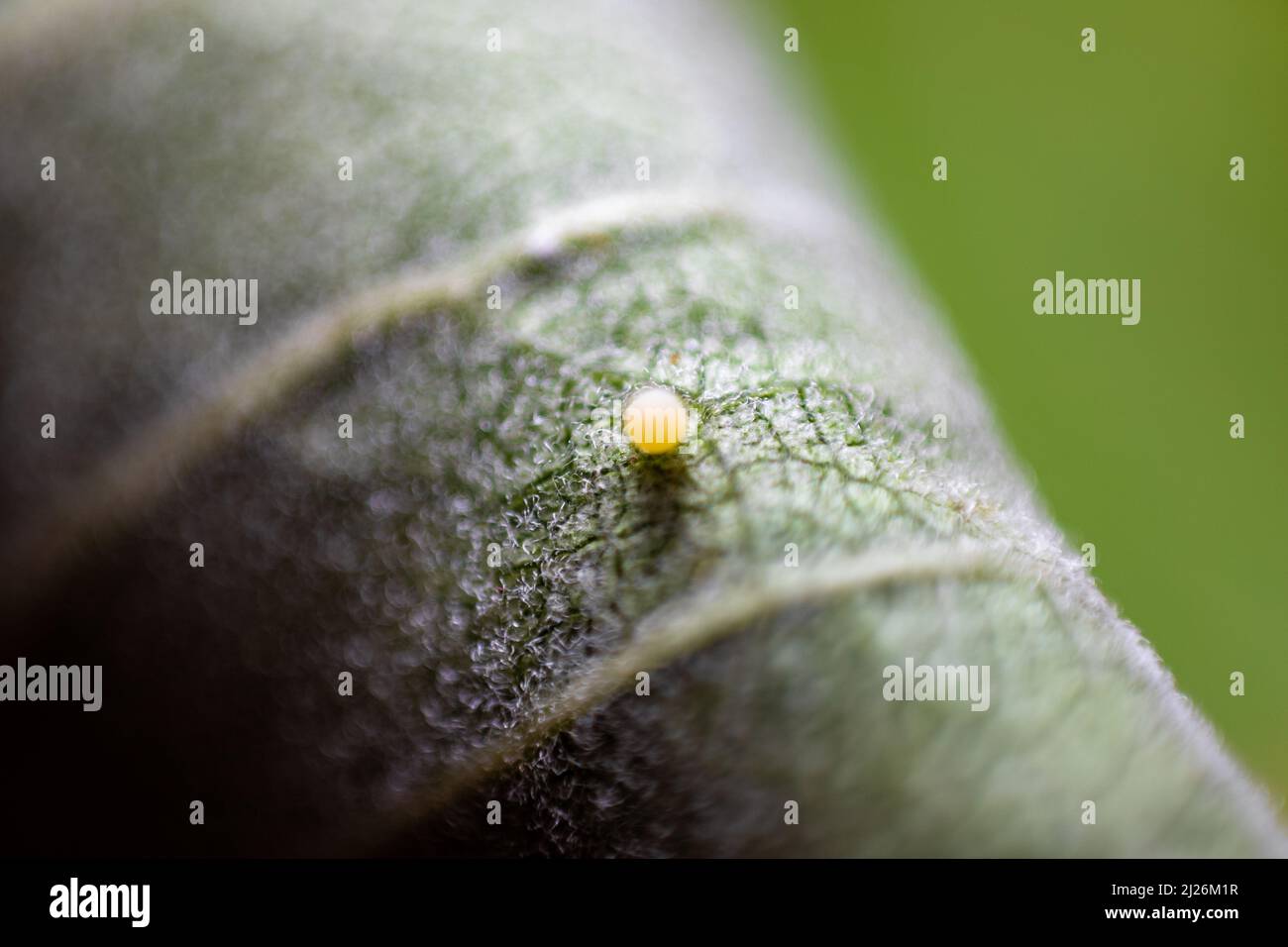 A tiny monarch caterpillar egg on a leaf surface on a blurred background Stock Photo