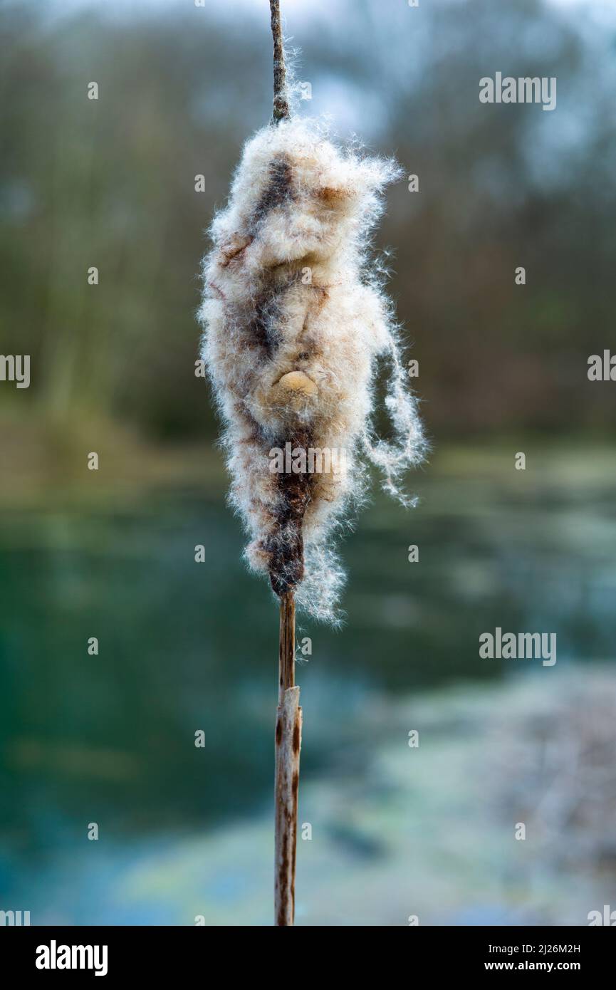 Bullrush in seed hi-res stock photography and images - Alamy