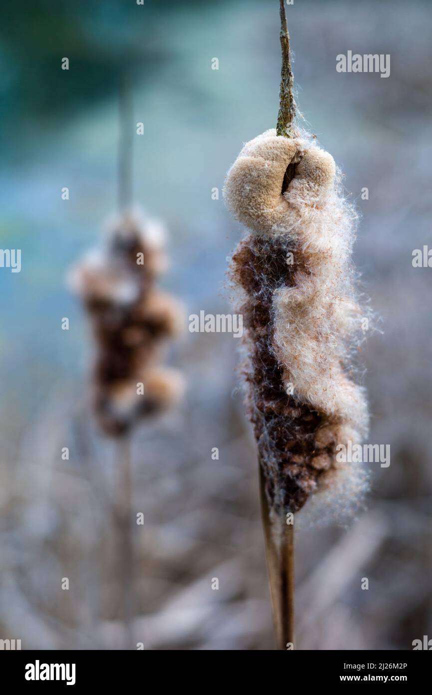 bulrushes on the edge of a pond in Spring Stock Photo
