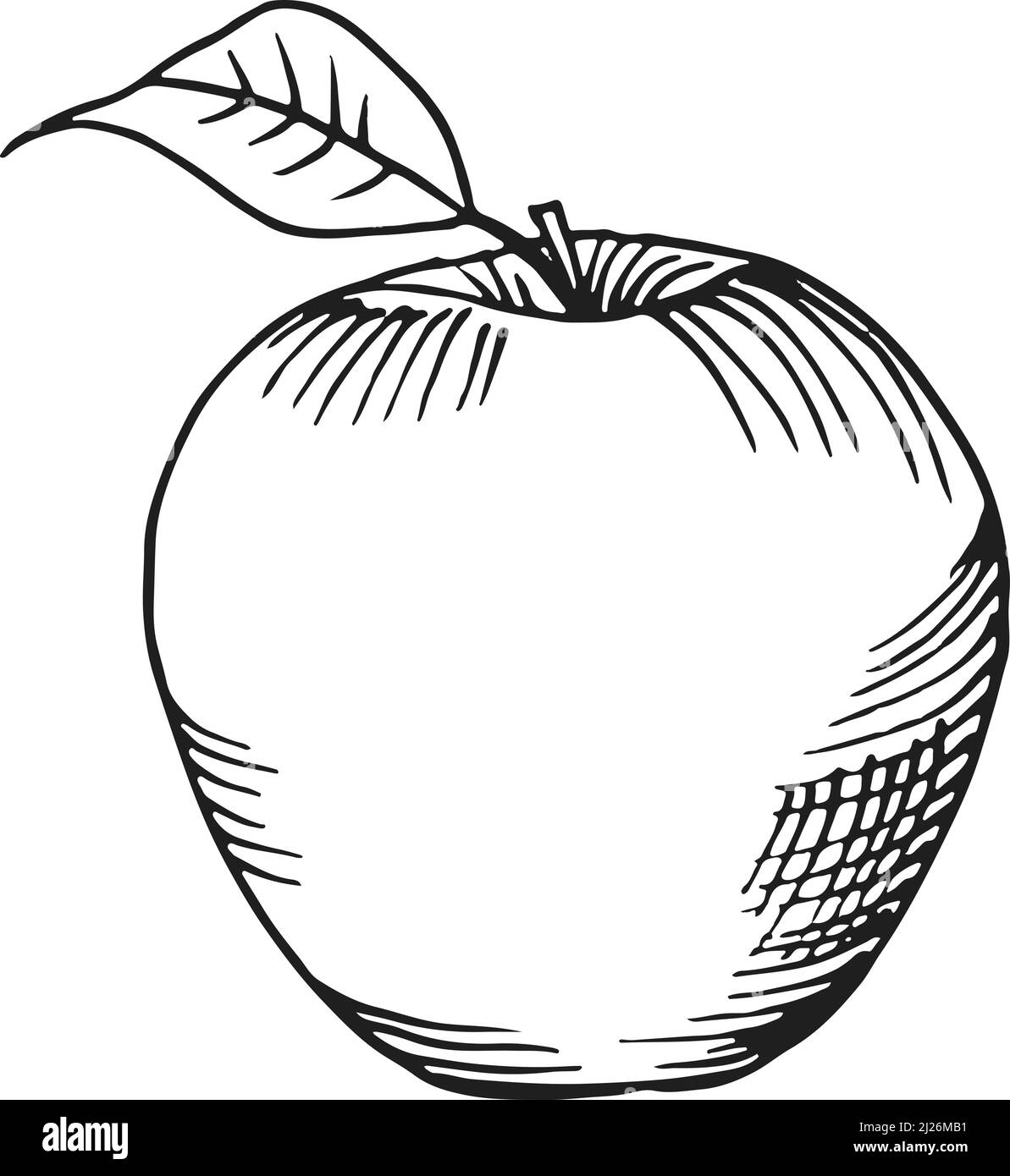 Apple engraving. Knowledge symbol. Hand drawn fruit Stock Vector Image