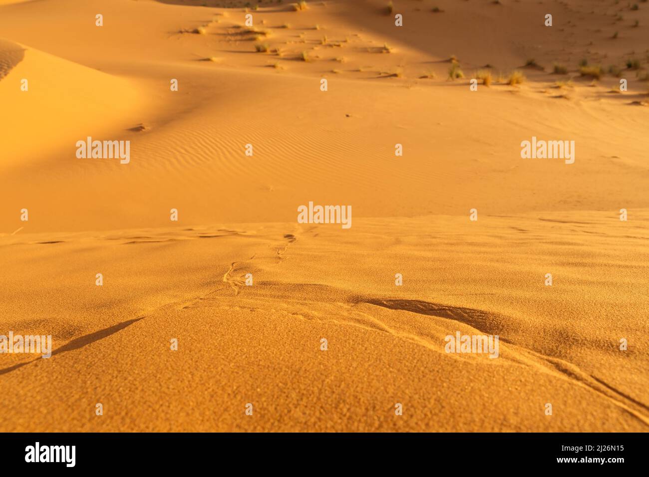 Sand dunes in the desert. detail of sand dunes Stock Photo