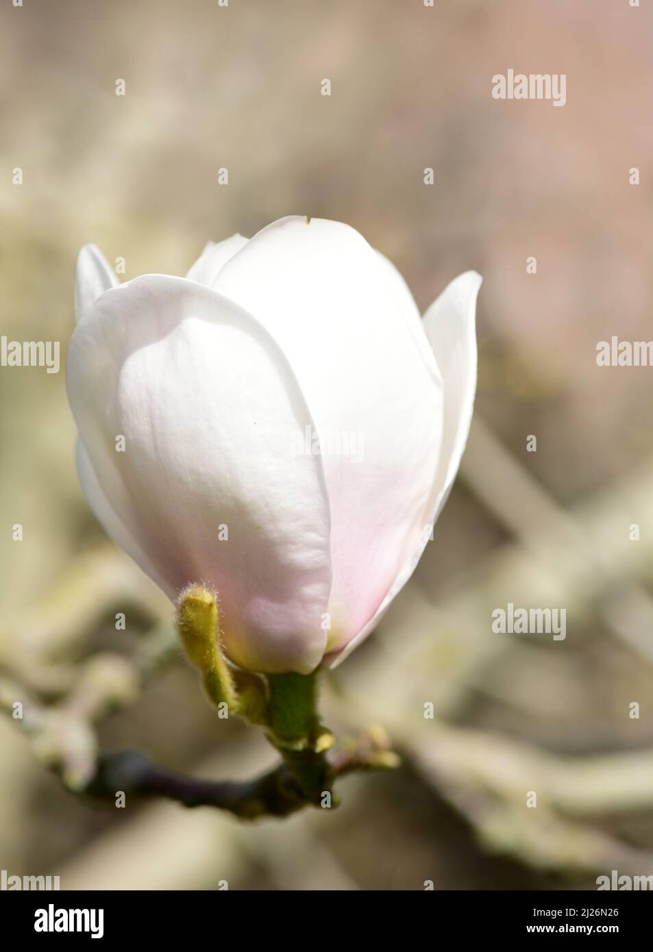 Close up shot of a Magnolia flower on a spring day in the garden Stock Photo