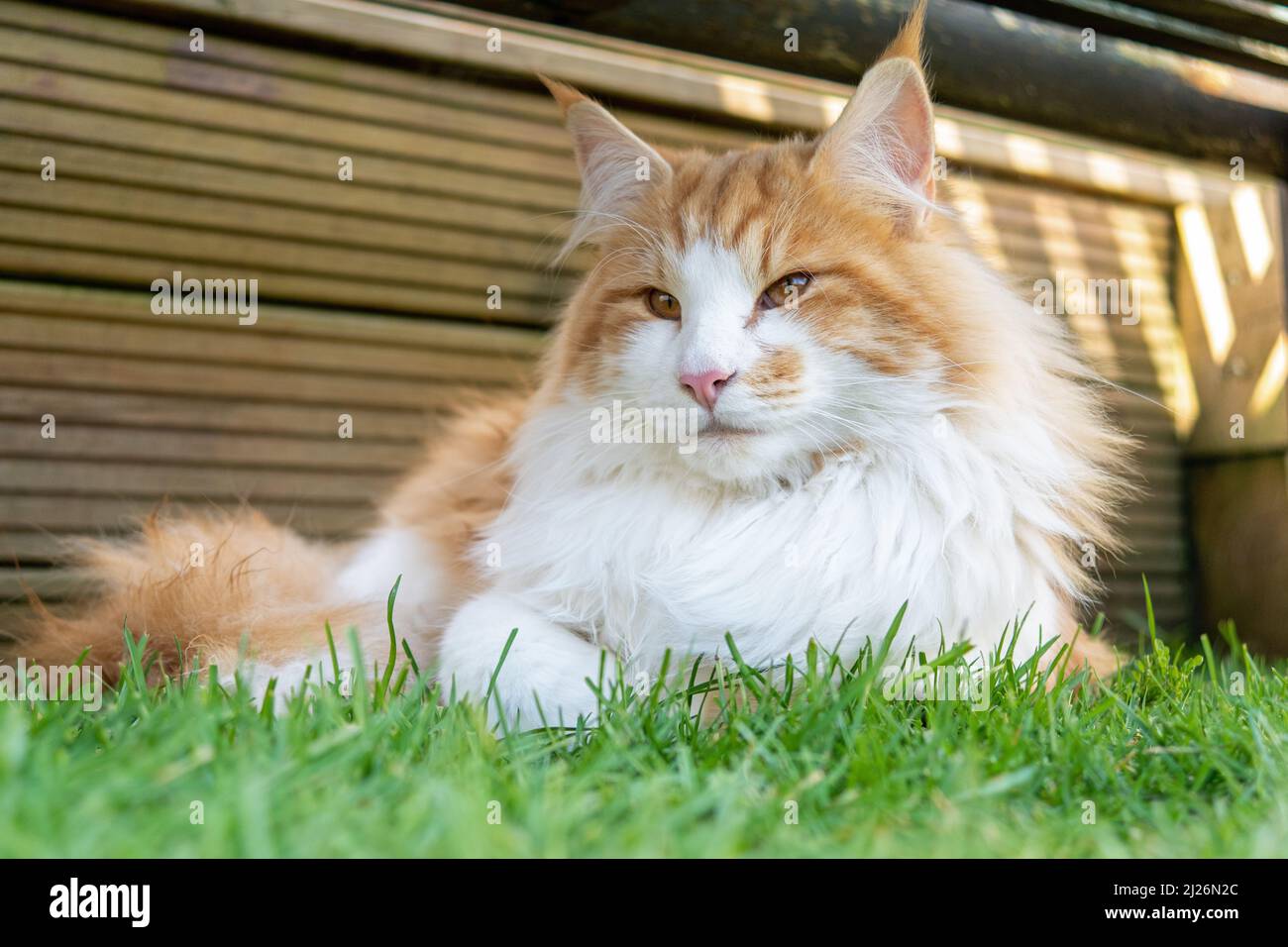 Norwegian Forest Cat lying on the grass in the shade. Ginger and White Long Haired Cat. Stock Photo