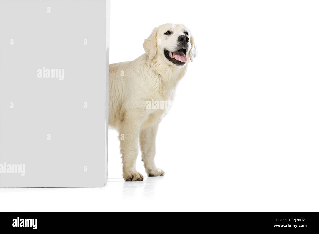 Cream color dog hi-res stock photography and images - Alamy