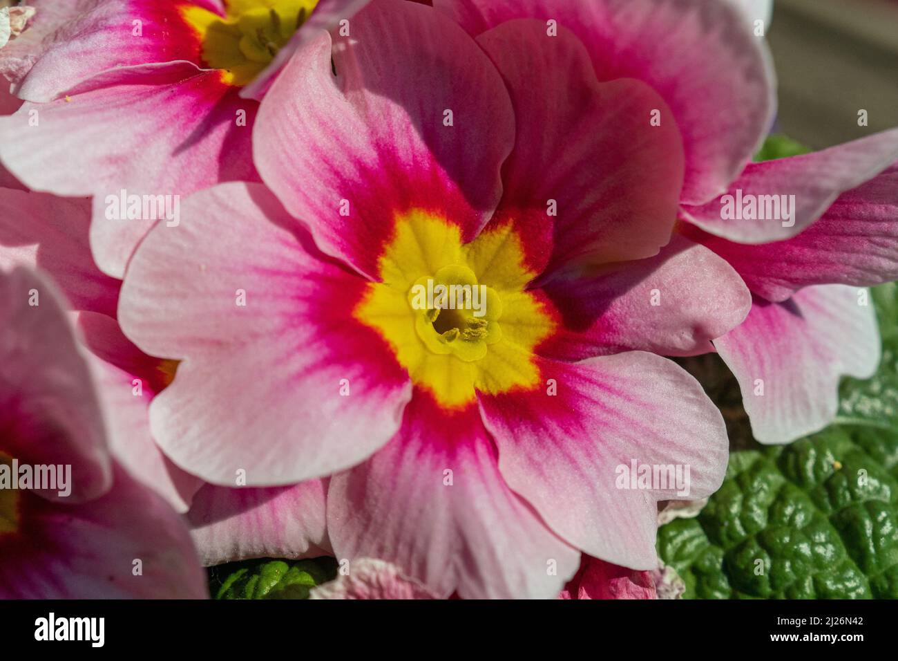 Pink Flower Close up showing extreme detail Stock Photo