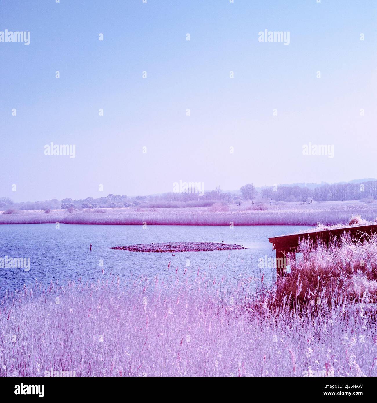 Infra Red Image of Freshwater marsh at RSPB Titchwell Marsh in East Anglia on a Sunny March Morning Stock Photo