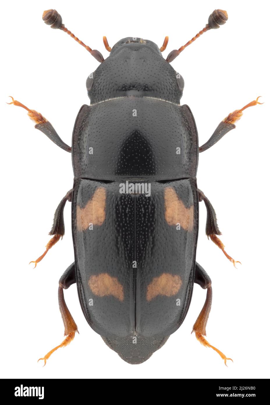 Sap beetle species Glischrochilus quadrisignatus, trivial name: four-spotted sap beetle. Stock Photo