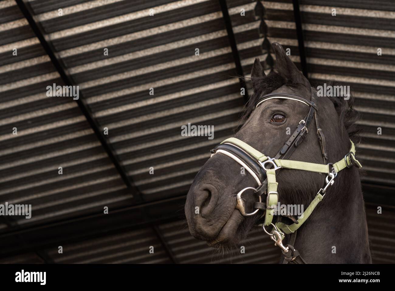 closeup of a black horse's head with yellow straps ready to go for a