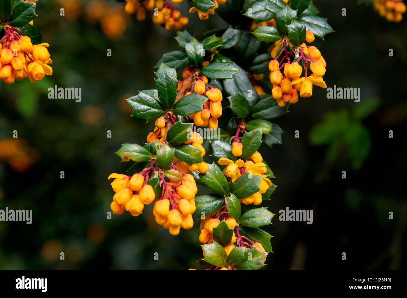 Berberis or barberry bush with orange flowers with green spiked leaves on a spring time Stock Photo