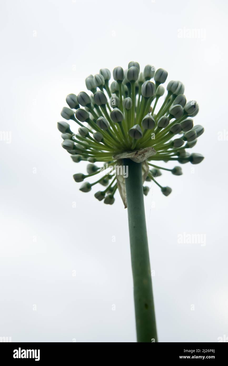Beautiful Onion Flower in a farm. Onion Botanical Name Allium cepa L