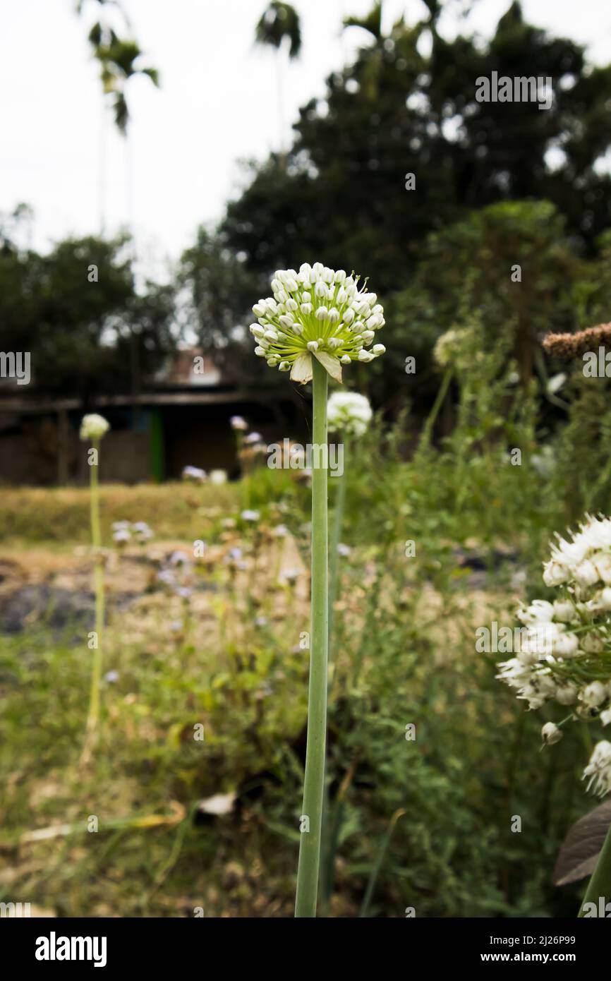 Beautiful Onion Flower in a farm. Onion Botanical Name Allium cepa L