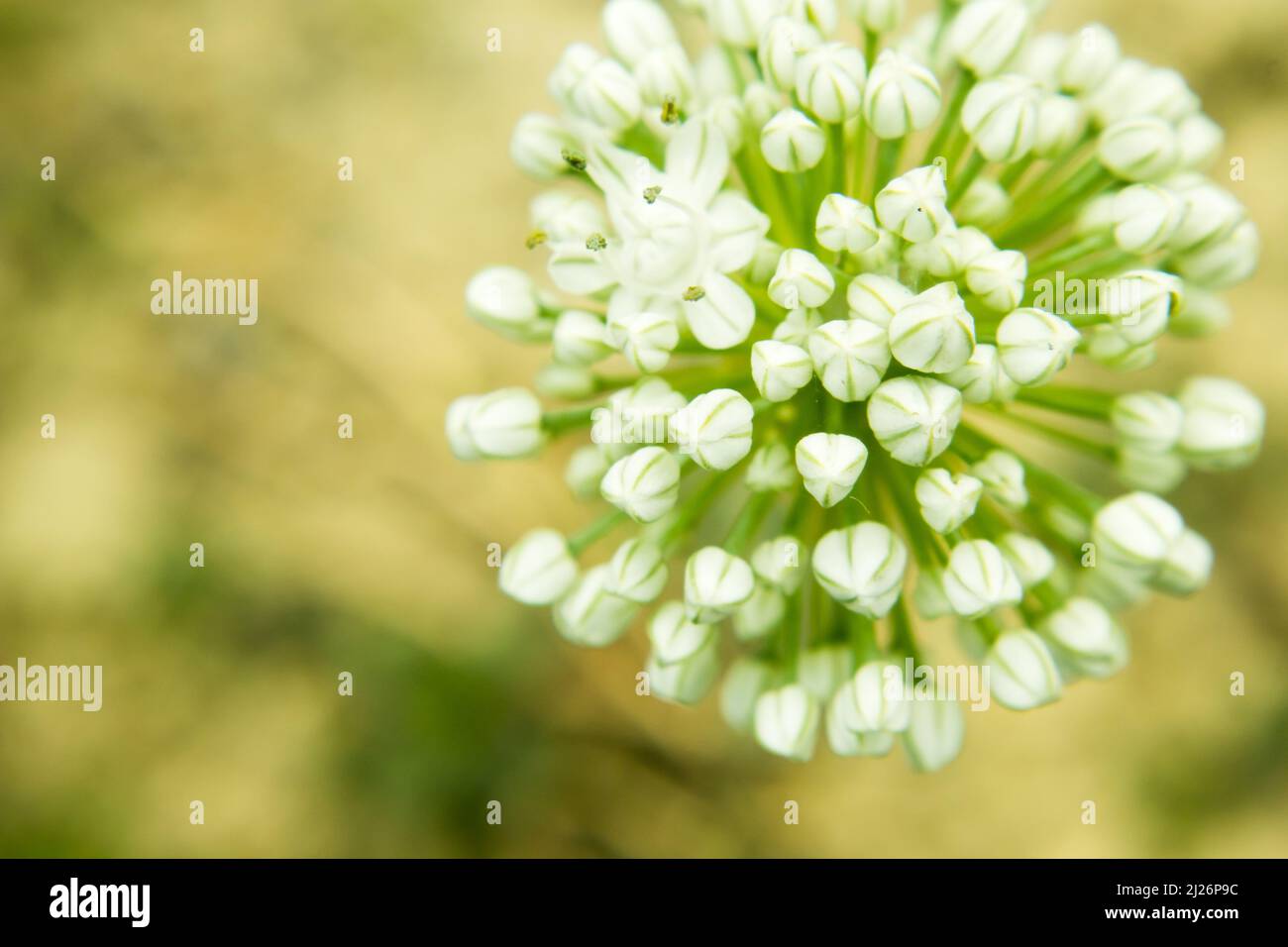 Beautiful Onion Flower in a farm. Onion Botanical Name Allium cepa L