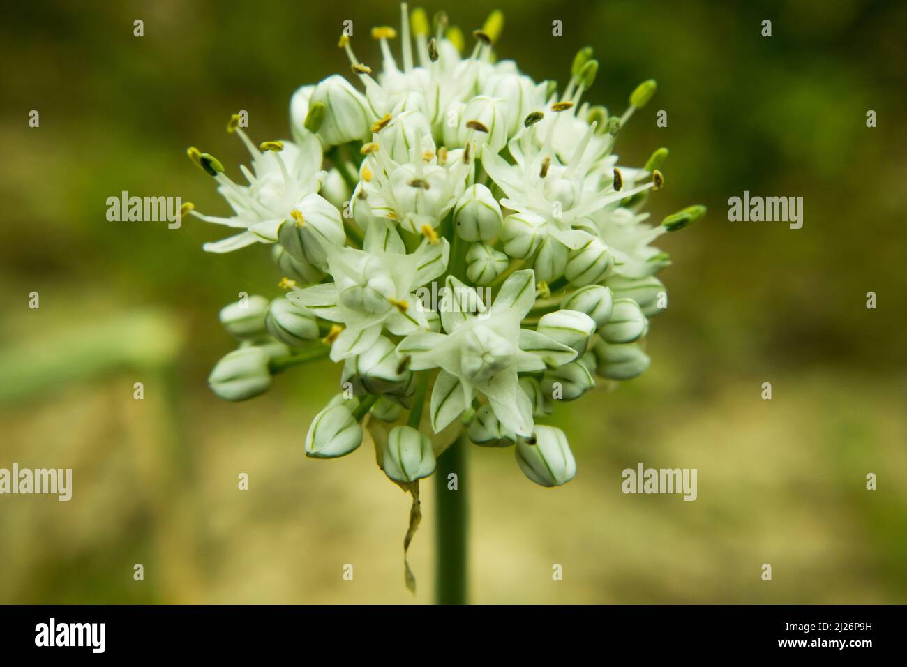 Beautiful Onion Flower in a farm. Onion Botanical Name Allium cepa L