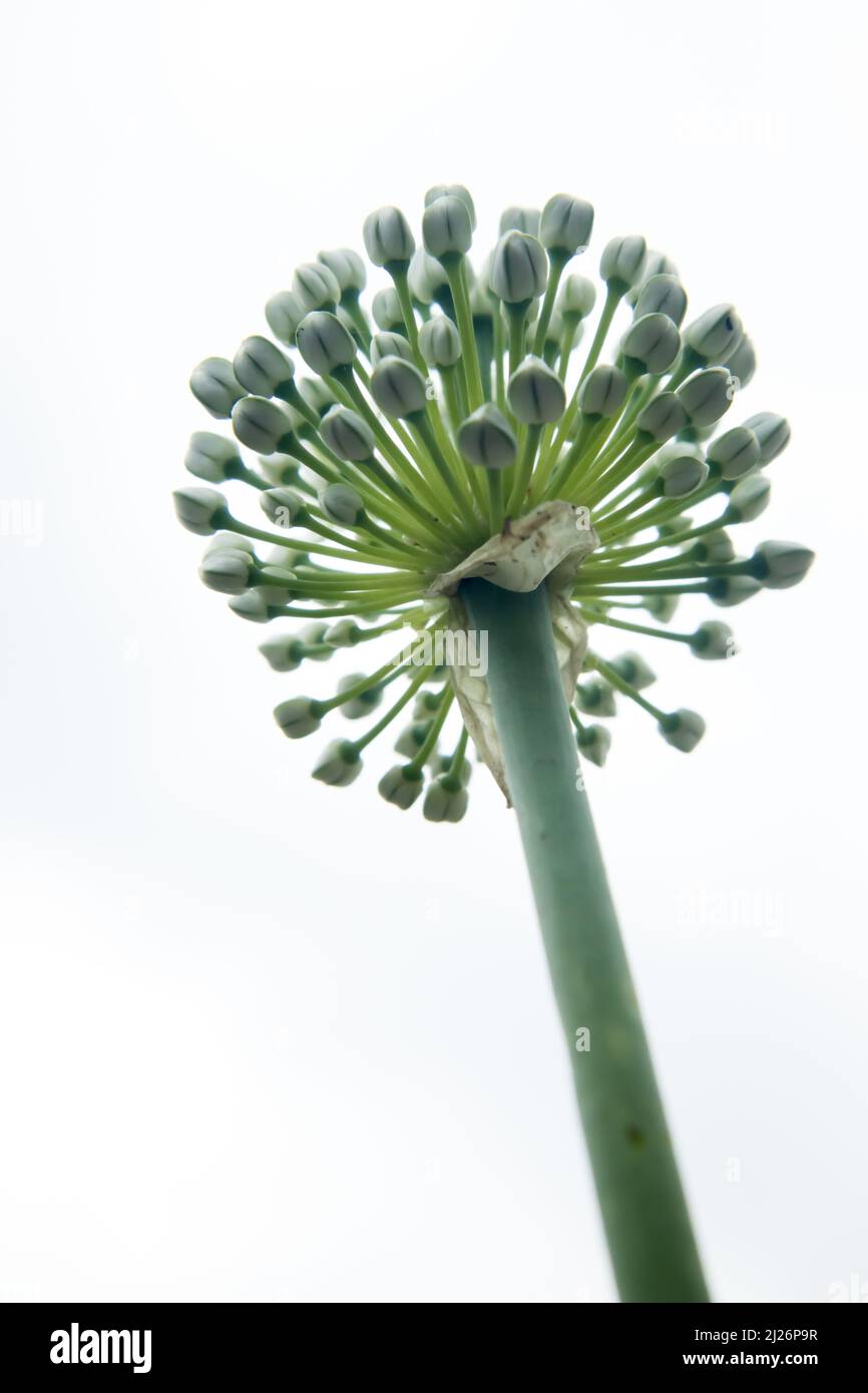 Beautiful Onion Flower in a farm. Onion Botanical Name Allium cepa L
