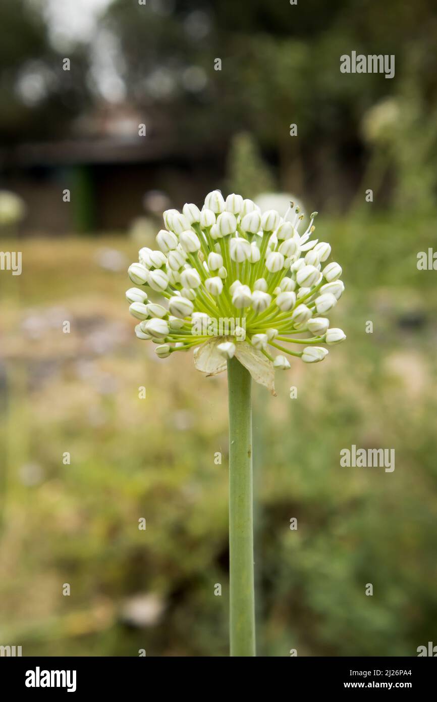 Beautiful Onion Flower in a farm. Onion Botanical Name Allium cepa L