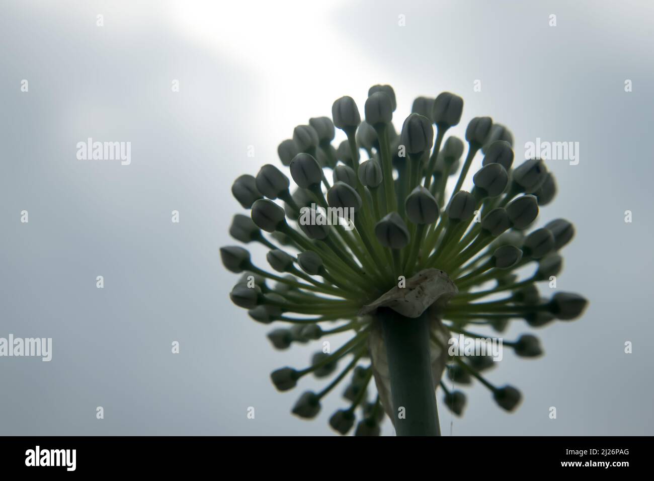Beautiful Onion Flower in a farm. Onion Botanical Name Allium cepa L