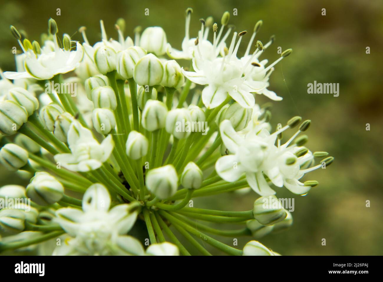 Beautiful Onion Flower in a farm. Onion Botanical Name Allium cepa L