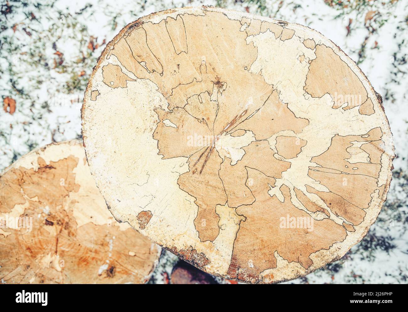 Tree rings with a cross section of cut wood Stock Photo - Alamy