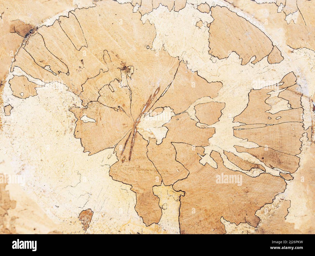 Tree rings with a cross section of cut wood Stock Photo - Alamy