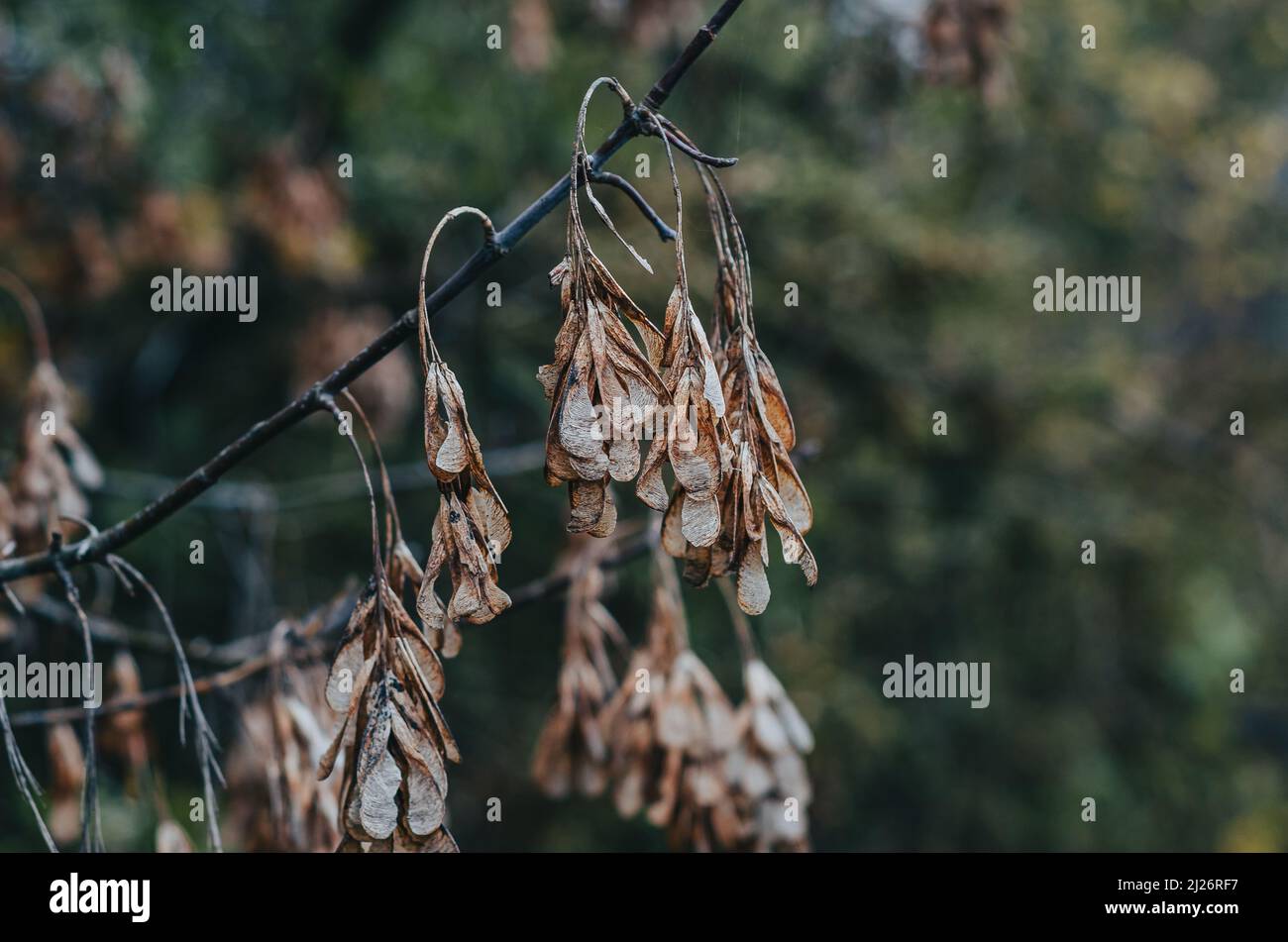 Dry ash seeds. Tree branch with dry seeds. Blurred background. Autumn