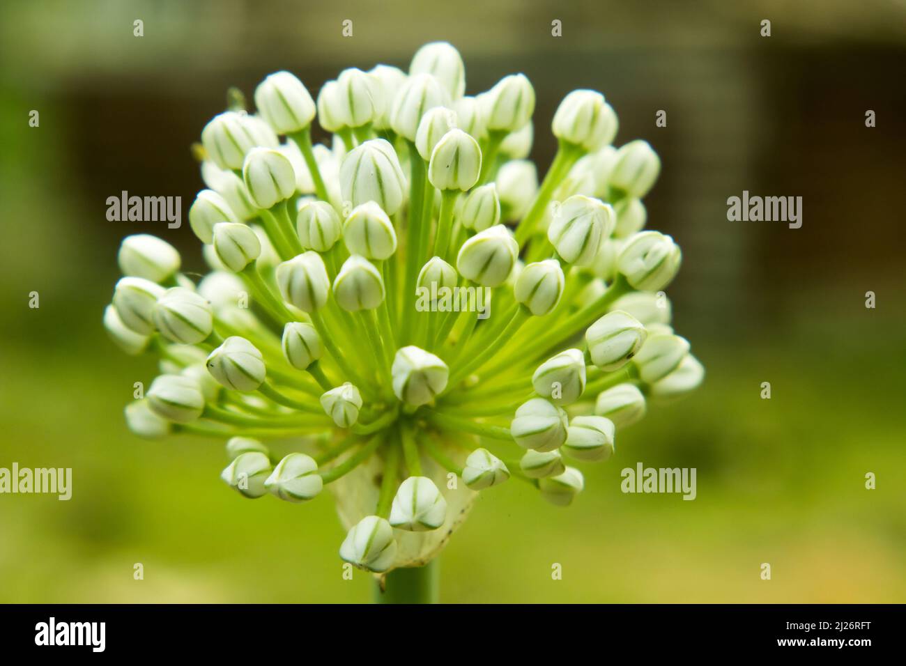 Beautiful Onion Flower in a farm. Onion Botanical Name Allium cepa L