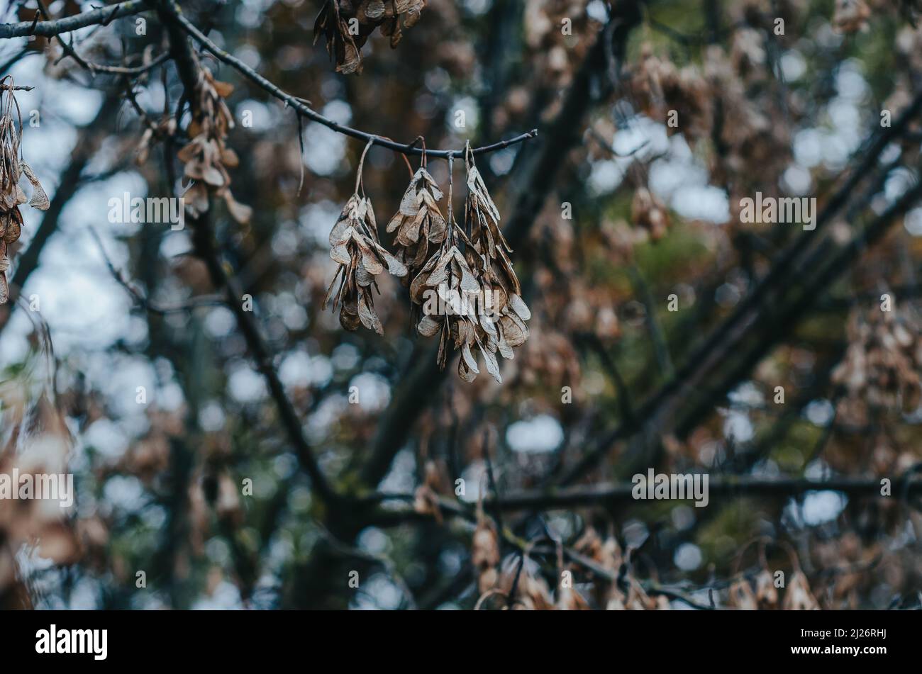 Dry ash seeds. Tree branch with dry seeds. Blurred background. Autumn