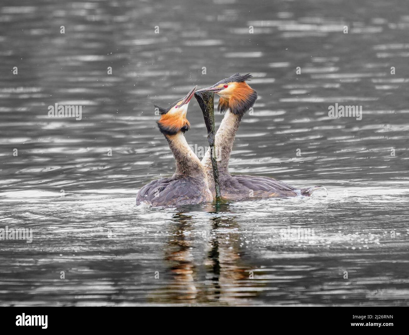 The great crested grebe (Podiceps Cristatus) courtship dance. Spring time courting dance / display Stock Photo