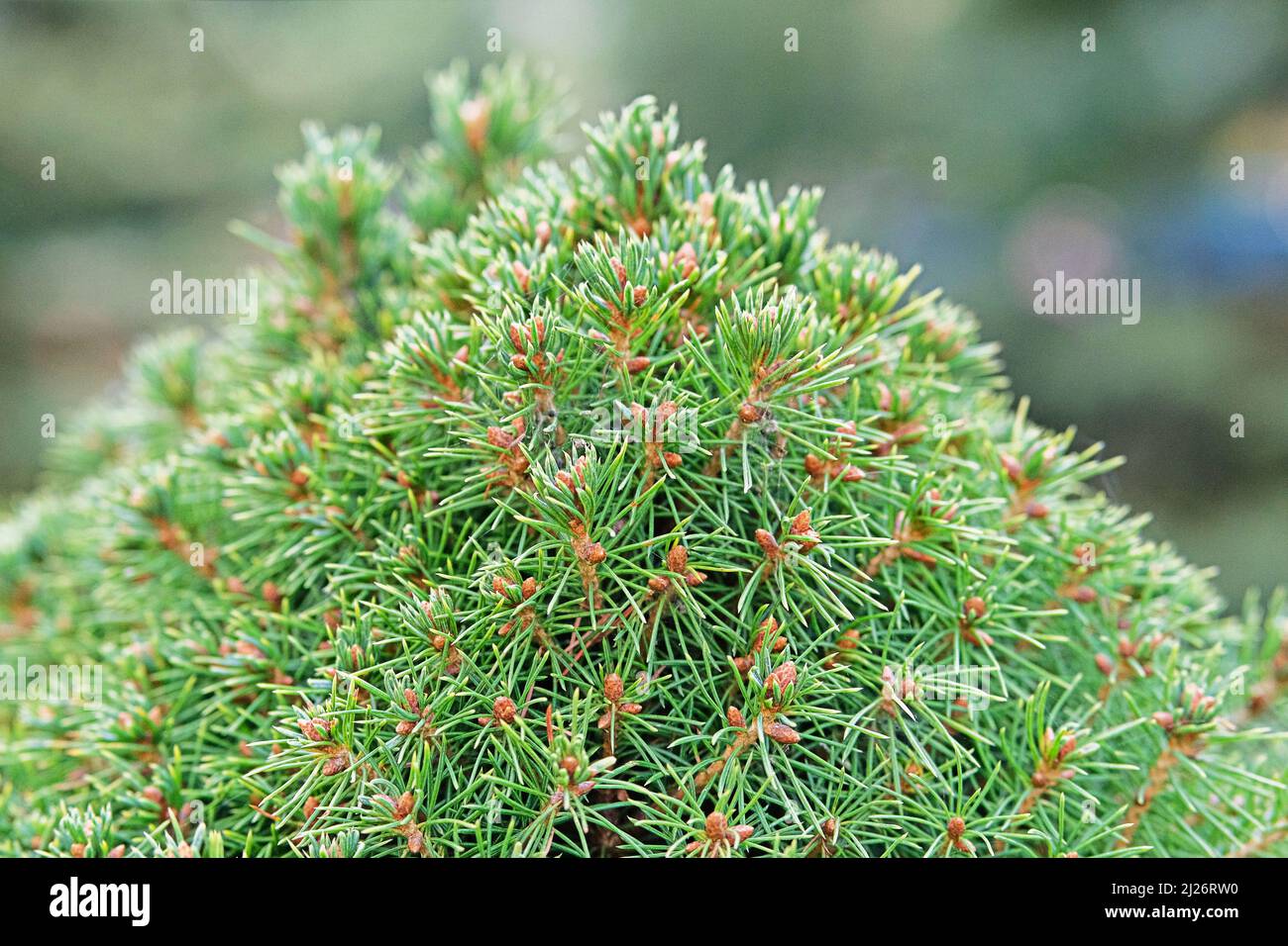 Green spruce branches, close up. Coniferous plant which decorate landscape. Garden shop. Green spruce and green cypress in garden store. Stock Photo