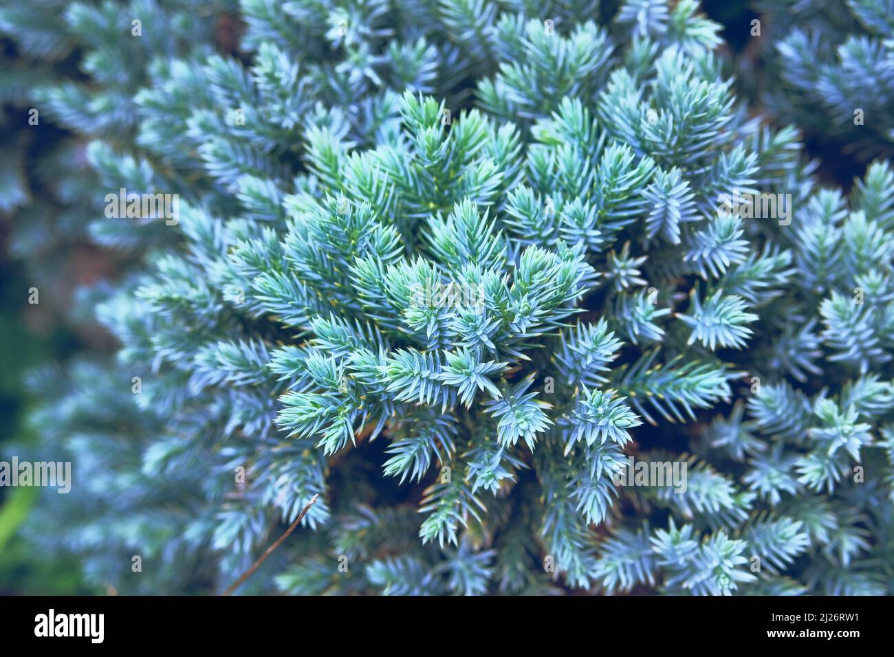 Blue spruce branches, close up. Coniferous plant which decorate landscape. Garden shop. Blue spruce and green cypress in garden store. Stock Photo