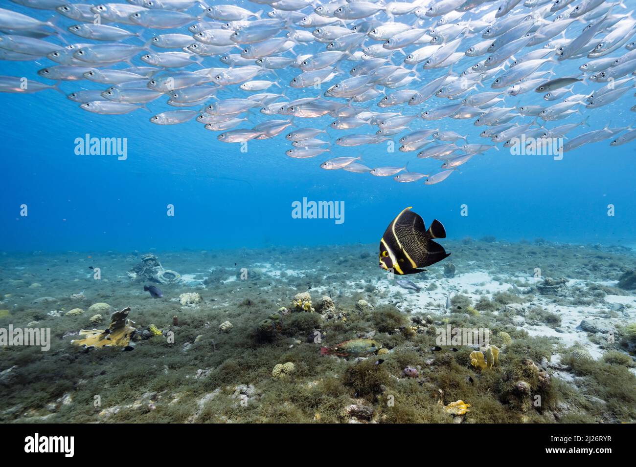 Seascape with Bait Ball, School of Fish, Mackerel fish in the coral