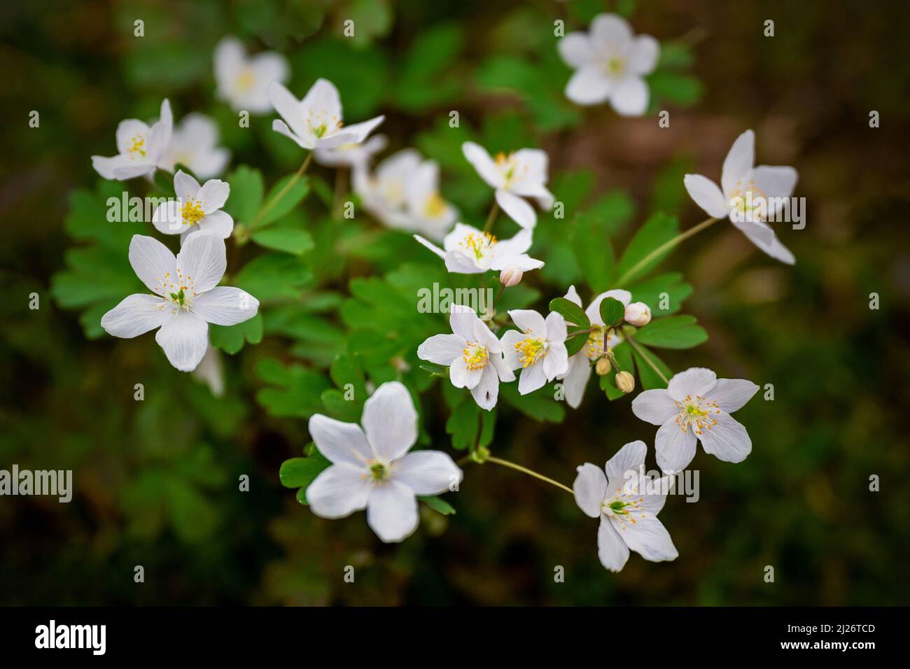 Bunch of white flower anemone nemorosa in forest, springtime. Stock Photo
