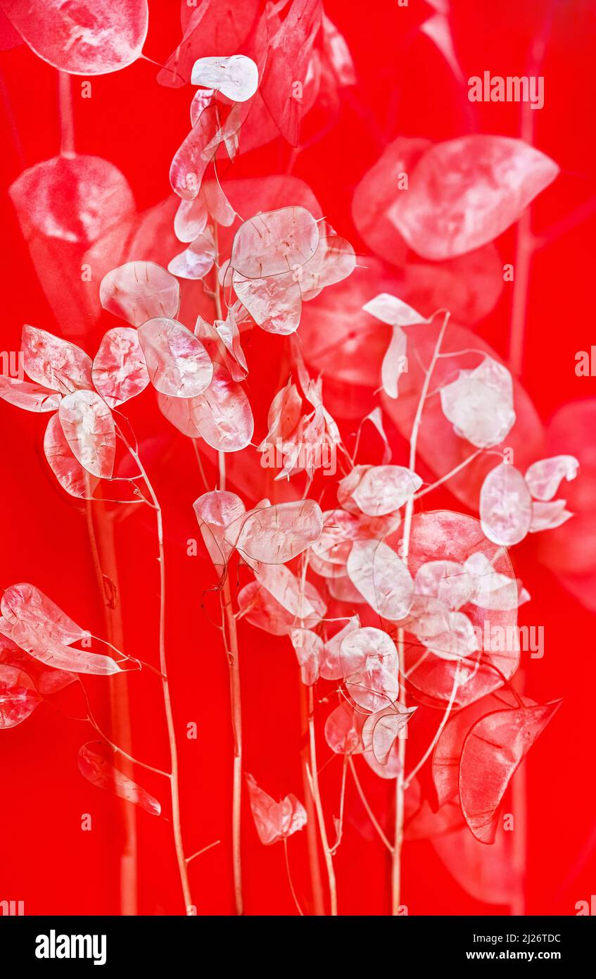 Many dried lunaria flower on red background, closeup. Multiple exposure. Stock Photo