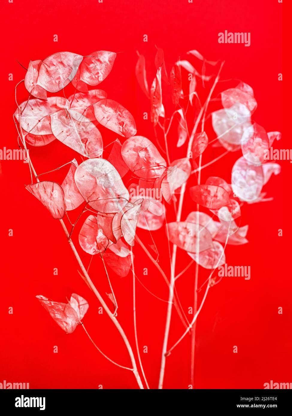 Posy of dried lunaria flower discs on red background, closeup. Multiple exposure. Stock Photo