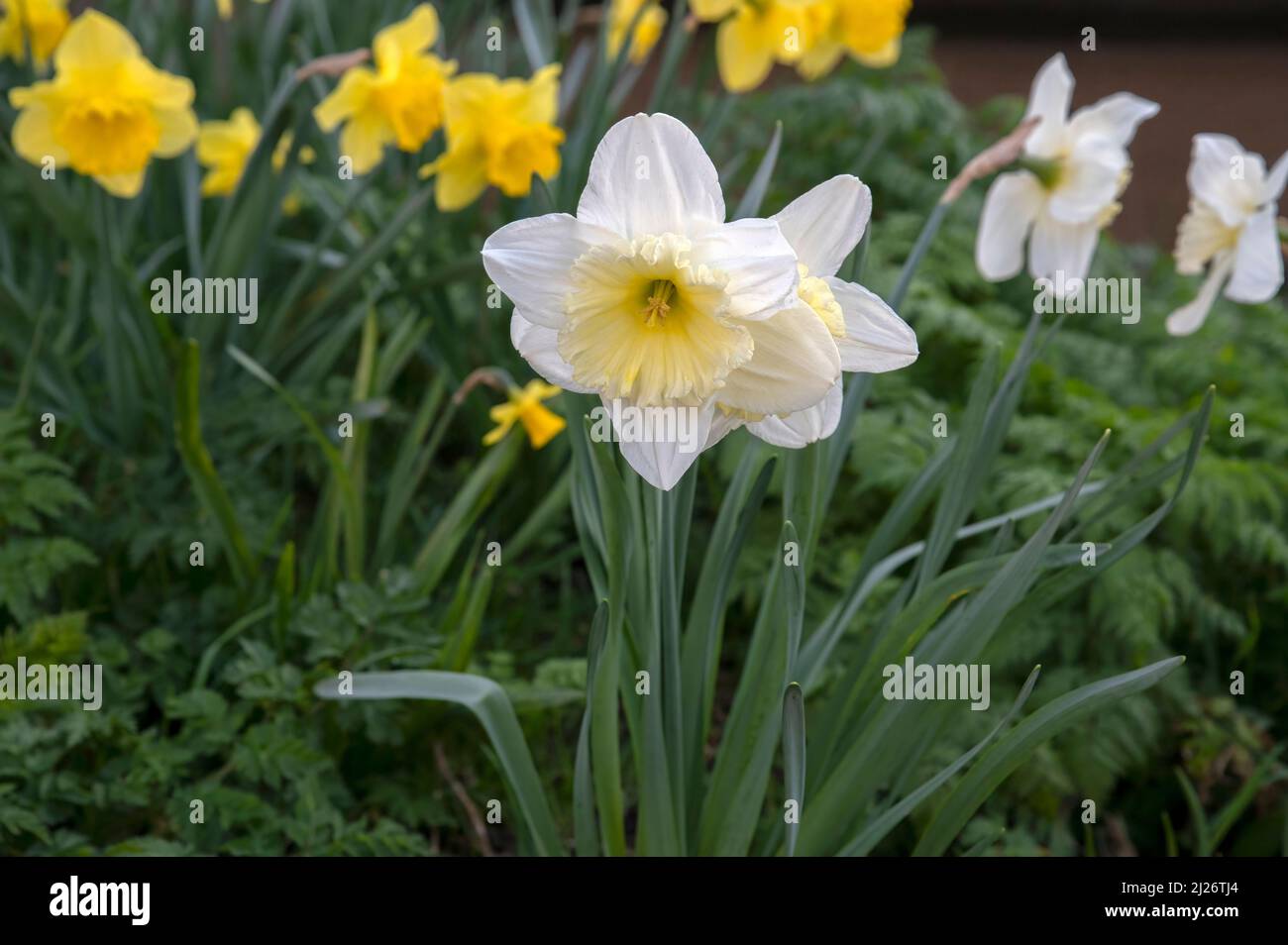 Narcissus At Amsterdam The Netherlands 23-3-2022 Stock Photo