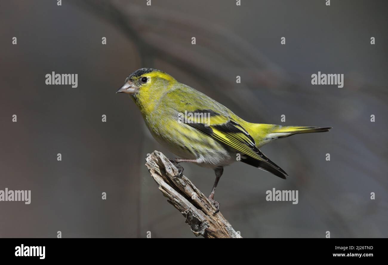 Eurasian siskin, Spinus Spinus, colourful male on branch, side wiew Stock Photo