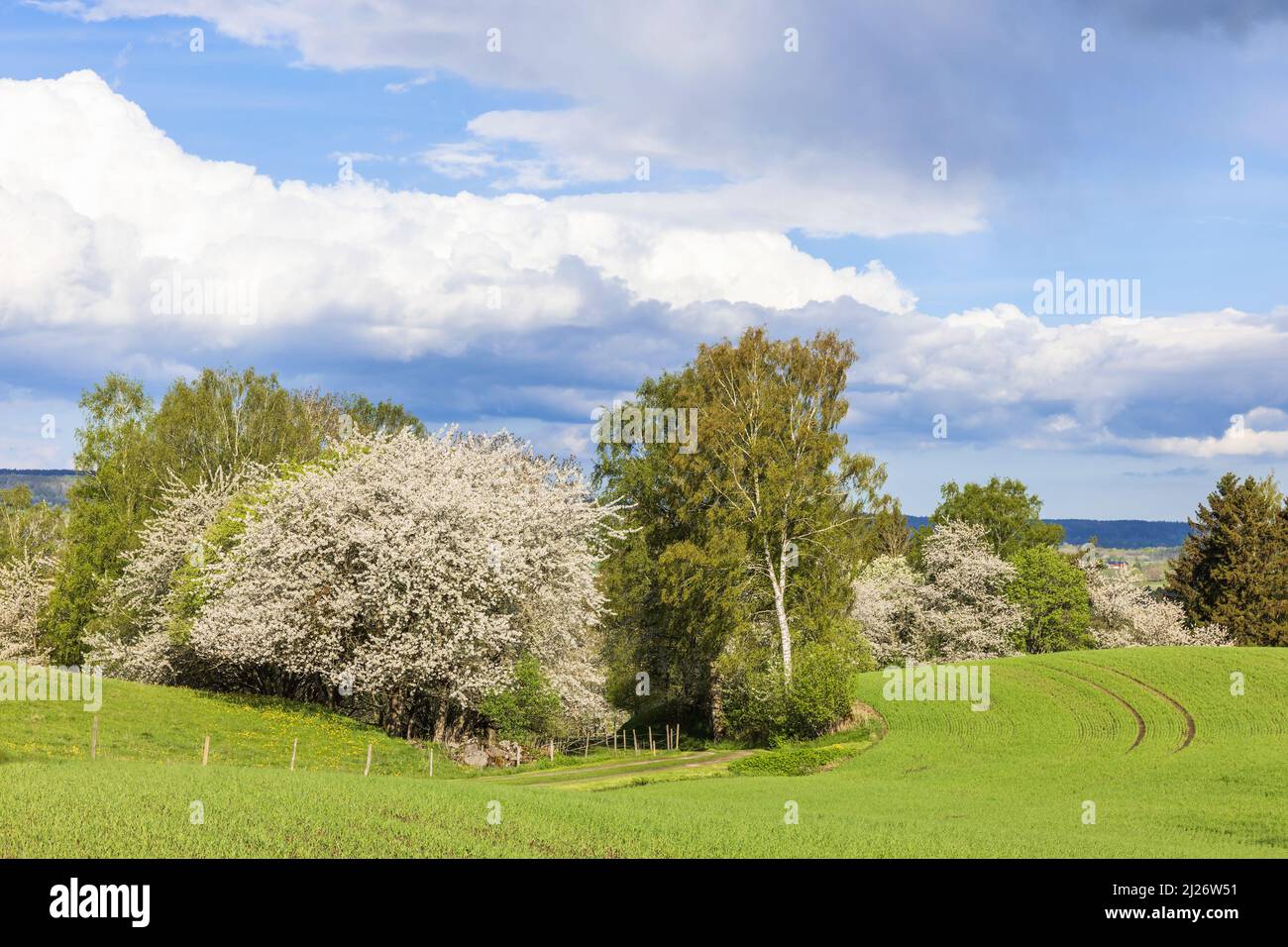 Deciduous trees flowering field hi-res stock photography and images - Alamy