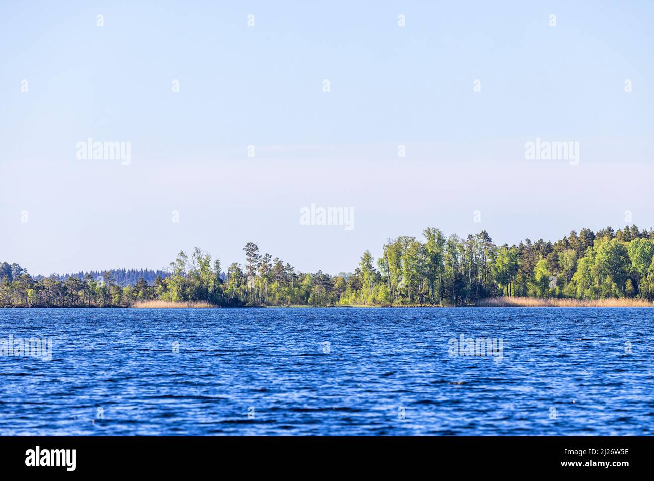Beautiful summer forest sunny hi-res stock photography and images - Alamy
