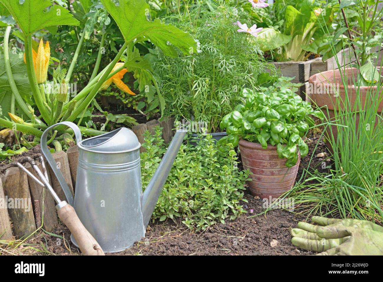 aromatic plant and basil in potted  in a garden Stock Photo