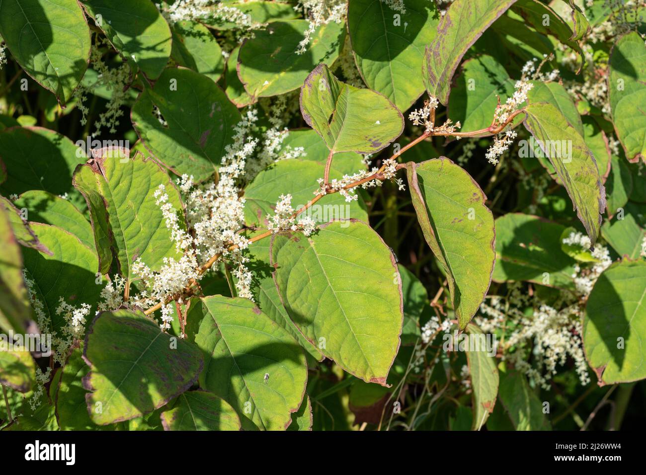 A stem of Japanese Knotweed against a background of a bank of the plant. The stem clearly shows the white flowers and zig-zag patterning of alternatin Stock Photo