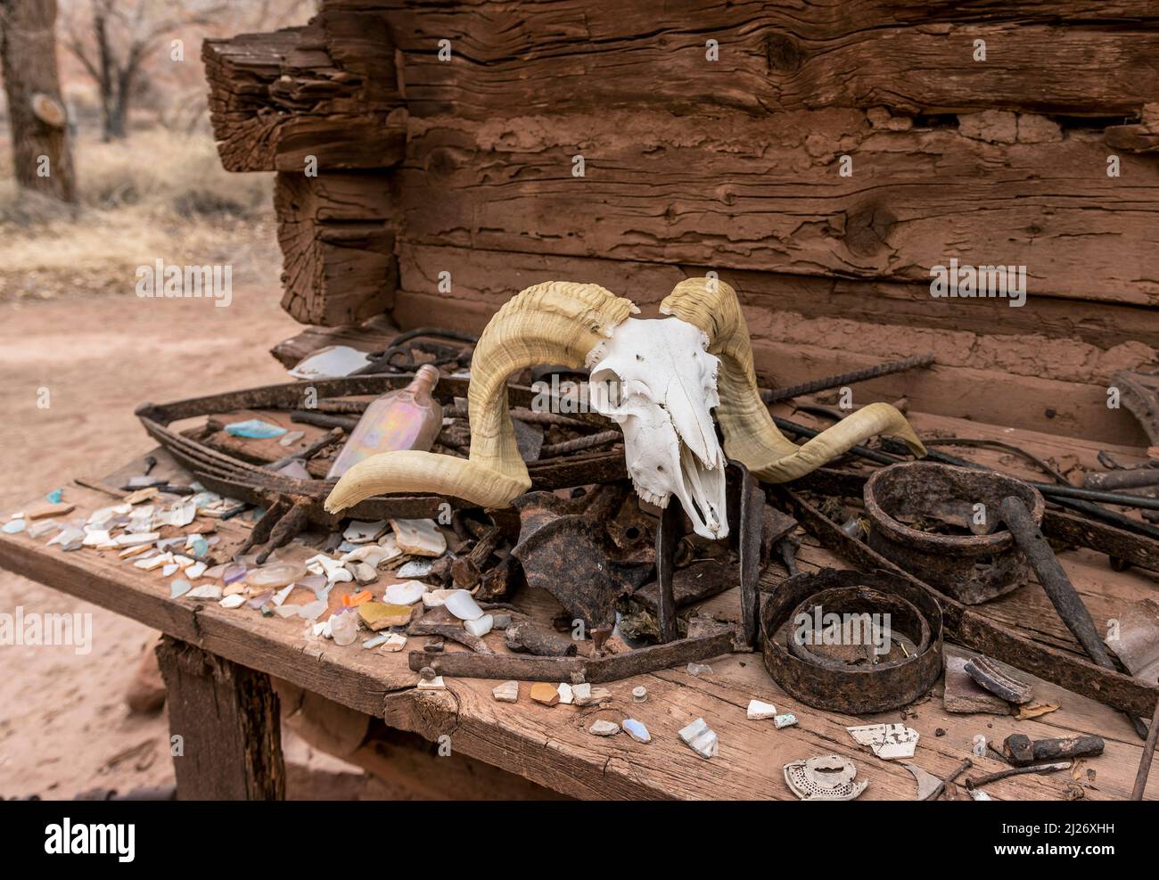 Big Horn Ram Skull On Table With Old Tools Stock Photo