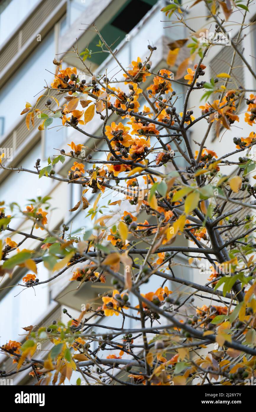 Beauty of bombax ceiba in spring hi-res stock photography and images ...