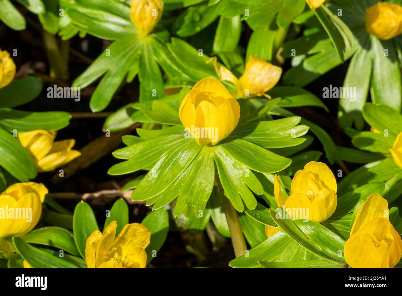 Eranthis hyemalis a late winter spring flowering plant with a yellow wintertime flower commonly known as winter aconite, stock photo image Stock Photo