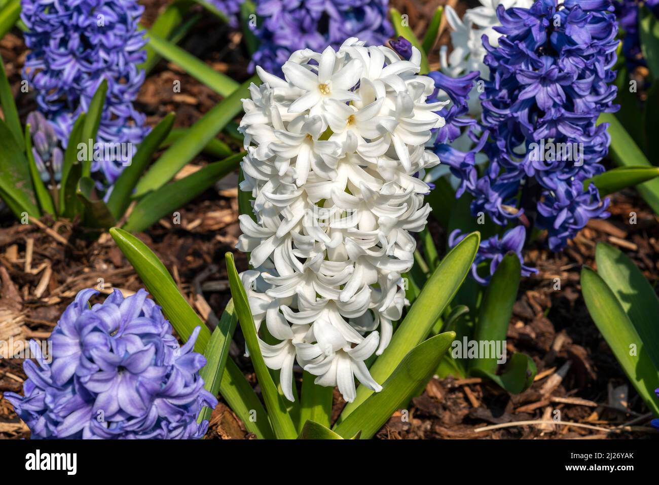 Hyacinth 'Ocean Waves Mix' (Hyacinthus) a spring flowering bulbous plant with a blue or white springtime flower, stock photo image Stock Photo