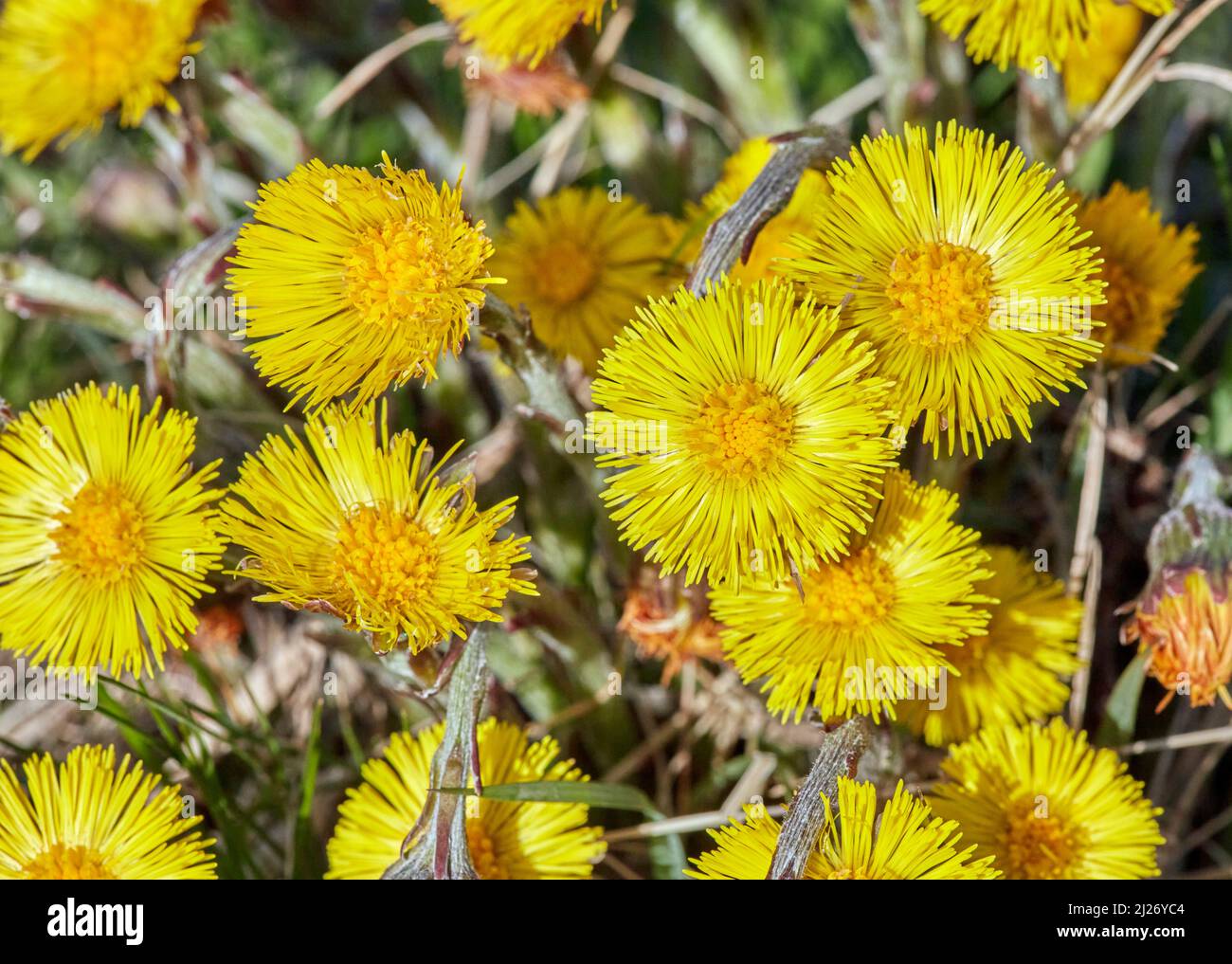 Colt's-foot flowers.  Molesey Heath, West Molesey, Surrey, UK. Stock Photo